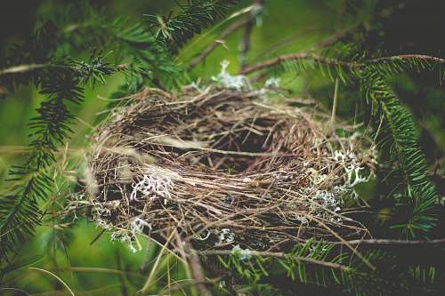 bird nest brown bird nest on tree branch bird